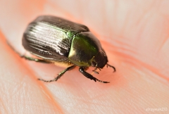 Paranomala cincta