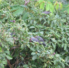 Patagioenas squamosa