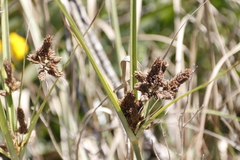 Cyperus thunbergii