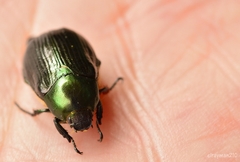 Paranomala cincta