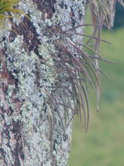Brassavola tuberculata