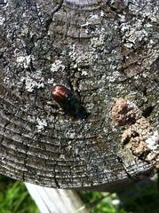 Phyllopertha horticola