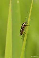 Pseudomops interceptus