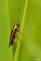 Pseudomops interceptus