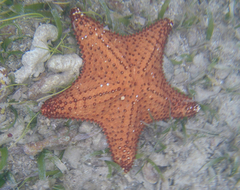 Oreaster reticulatus