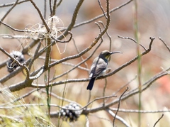 Nectarinia famosa famosa