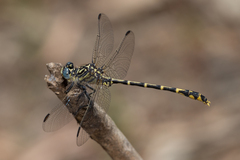 Austrogomphus collaris