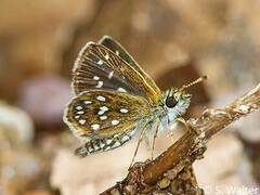 Piruna aea