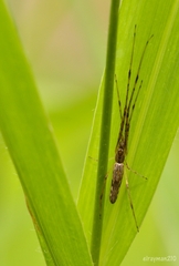 Tetragnatha