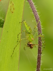 Peucetia