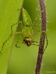 Peucetia