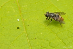 Asemosyrphus mexicanus