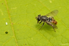 Asemosyrphus mexicanus