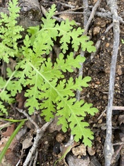 Eucrypta chrysanthemifolia