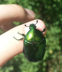 Protaetia speciosissima