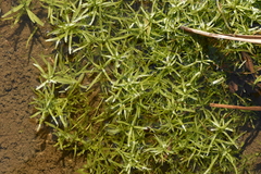 Callitriche cophocarpa