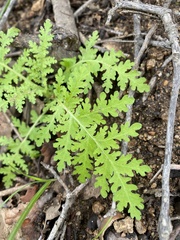 Eucrypta chrysanthemifolia