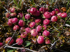 Gaultheria parvula