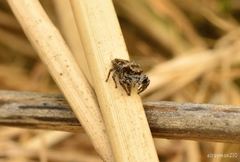 Habronattus