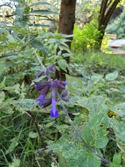 Salvia concolor