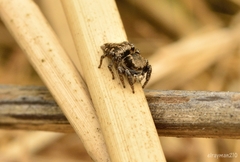 Habronattus