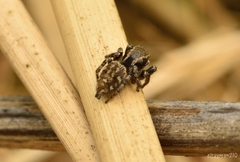 Habronattus