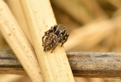 Habronattus