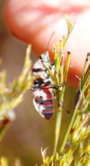 Spilostethus pandurus elegans
