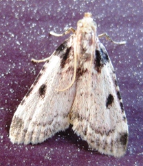 Aglossa costiferalis