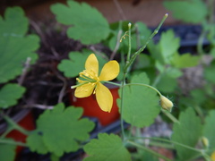 Chelidonium