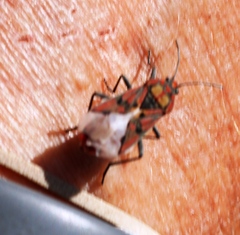 Spilostethus pandurus elegans