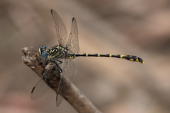 Austrogomphus collaris