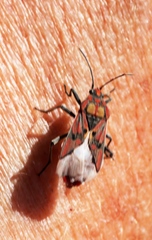 Spilostethus pandurus elegans