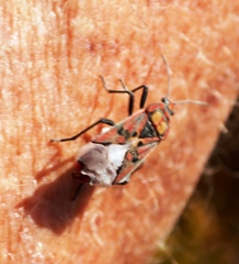 Spilostethus pandurus elegans