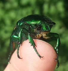 Protaetia speciosissima