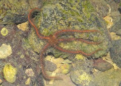 Ophiothrix