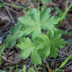 Geranium sylvaticum
