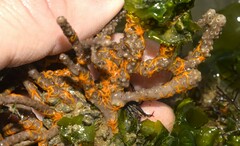 Ophiothela mirabilis