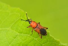 Rhodobaenus