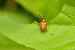 Lemini