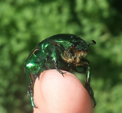 Protaetia speciosissima
