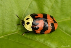 Ogdoecosta fasciata