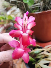 Schlumbergera