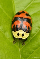 Ogdoecosta fasciata
