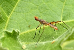 Micropeza stigmatica