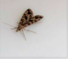 Alucita montana