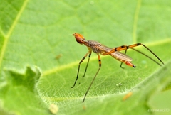 Micropeza stigmatica