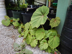 Begonia grandis