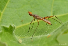 Micropeza stigmatica