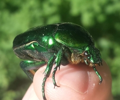 Protaetia speciosissima